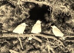 Sepia + Negatyw