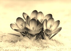 Szary + Sepia