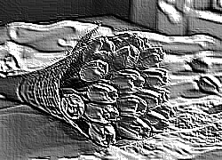Skamielina