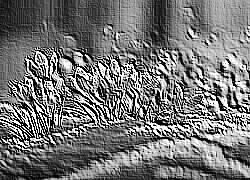 Skamielina