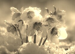 Szary + Sepia