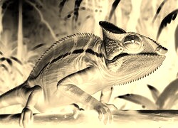 Sepia + Negatyw