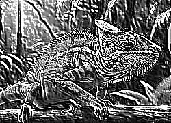 Skamielina