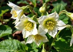 Oryginalny obrazek