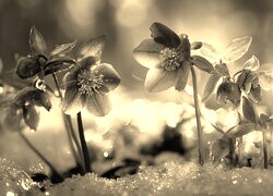 Szary + Sepia