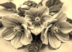 Szary + Sepia
