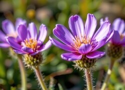 Oryginalny obrazek