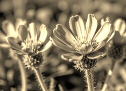 Szary + Sepia