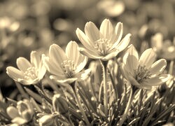 Szary + Sepia