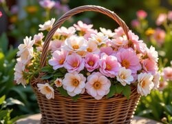 Oryginalny obrazek