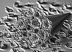 Skamielina
