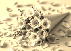 Szary + Sepia