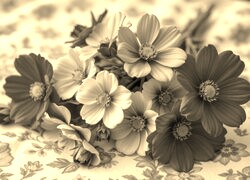 Szary + Sepia