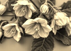 Szary + Sepia