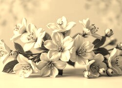 Szary + Sepia