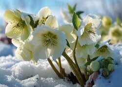 Oryginalny obrazek
