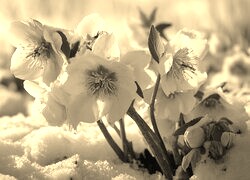 Szary + Sepia