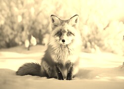 Szary + Sepia