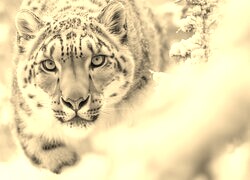 Szary + Sepia