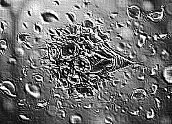 Skamielina