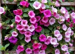 Oryginalny obrazek