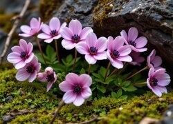 Oryginalny obrazek