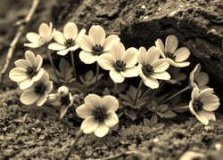 Szary + Sepia