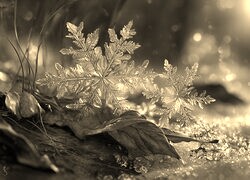 Szary + Sepia