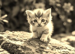 Szary + Sepia