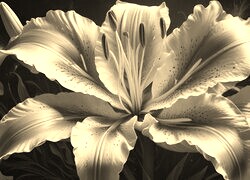 Szary + Sepia