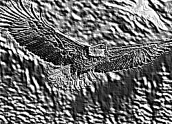 Skamielina