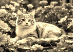 Szary + Sepia