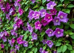 Oryginalny obrazek