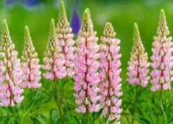 Oryginalny obrazek