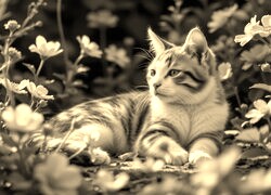 Szary + Sepia