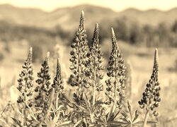 Szary + Sepia