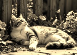 Sepia