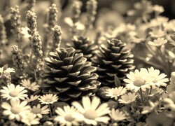 Szary + Sepia