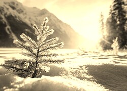 Szary + Sepia