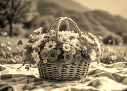 Szary + Sepia