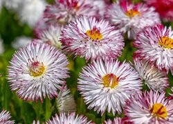 Oryginalny obrazek