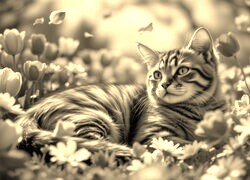 Szary + Sepia