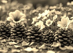 Szary + Sepia