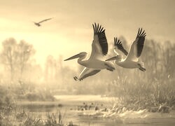 Szary + Sepia