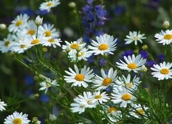 Oryginalny obrazek