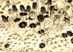 Sepia + Negatyw