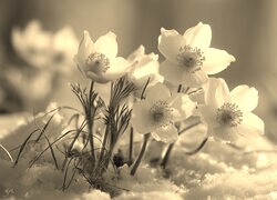 Szary + Sepia