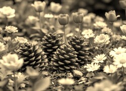 Szary + Sepia