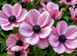 Oryginalny obrazek