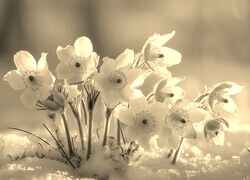 Szary + Sepia